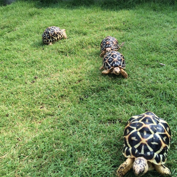 Hồ sơ loài rùa sao Ấn Độ(Indian Star Tortoises)