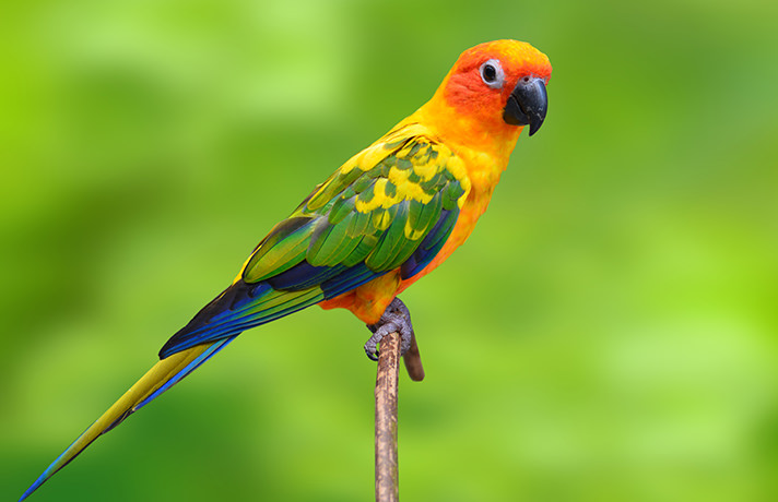 Vẹt sun conure có nói được không ?