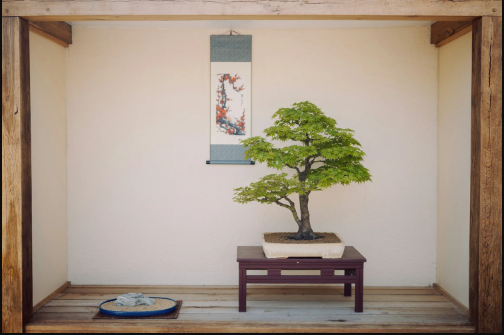 cach-duy-tri-hinh-dang-cay-bonsai