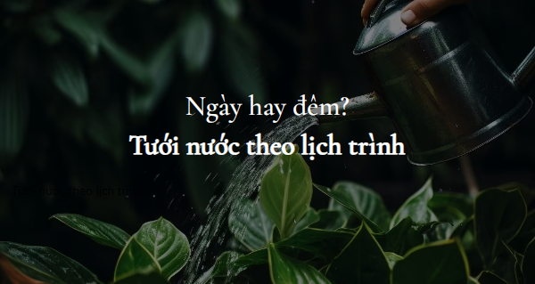 ngay-hay-dem-tuoi-nuoc-theo-lich-trinh