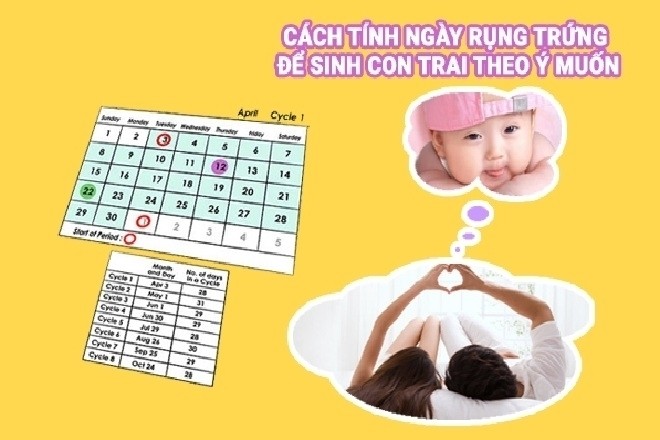 Bật mí cách tính ngày rụng trứng sinh con trai