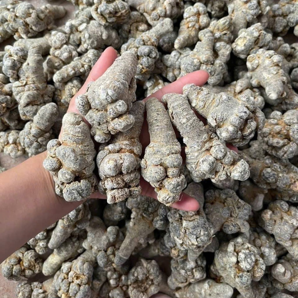 TAM THẤT (PANAX NOTOGINSENG) - TỪ MINH CHỨNG THỰC NGHIỆM ĐẾN ỨNG DỤNG LÂM SÀNG HIỆN ĐẠI