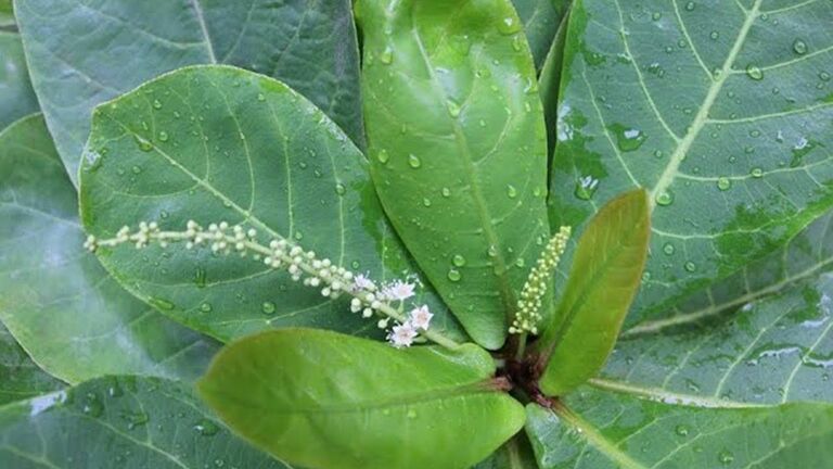 CÁCH LÀM NƯỚC LÁ BÀNG CHỮA VIÊM NHIỄM PHỤ KHOA – VIÊM LỘ TUYẾN CỔ TỬ CUNG – TẮC VÒI TRỨNG… CÁCH LÀM NƯỚC LÁ BÀNG CHỮA VIÊM NHIỄM PHỤ KHOA – VIÊM LỘ TUYẾN CỔ TỬ CUNG – TẮC VÒI TRỨNG…