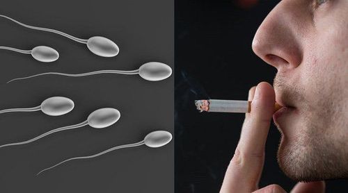 10 Yếu Tố Hàng Đầu Ảnh Hưởng Đến Chất Lượng Tinh Trùng Ở Nam Giới