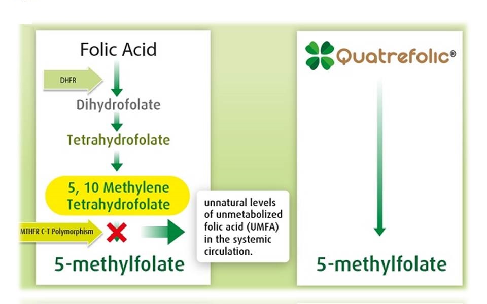 5-mthf chứa Acid folic dạng hoạt tính