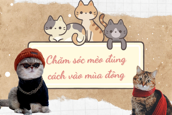 Chăm sóc mèo mùa đông - Bật mí cách tắm cho mèo vào mùa đông