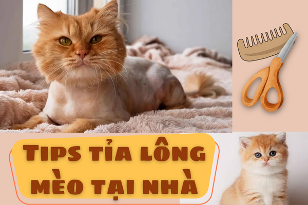 Có nên tỉa lông cho mèo không? Bật Mí Cách Cắt Tỉa Lông Mèo Chuẩn Spa