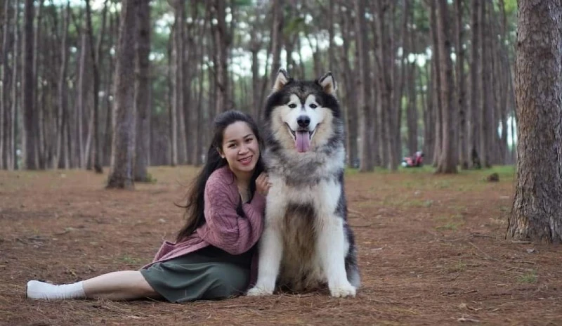 Giống chó Alaskan Malamute: khổng lồ liệu giá có rẻ?