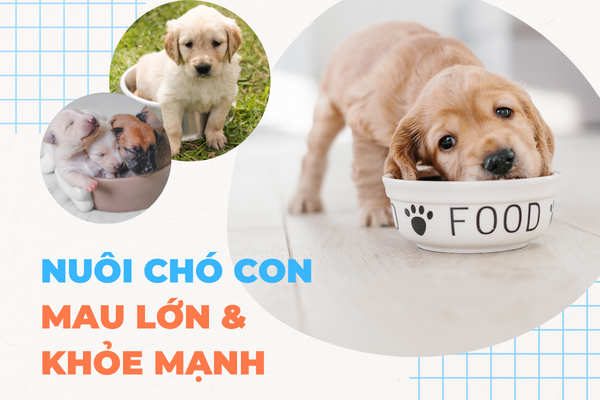 Những điều “SEN” không thể bỏ qua để nuôi chó con an toàn và khoẻ mạnh