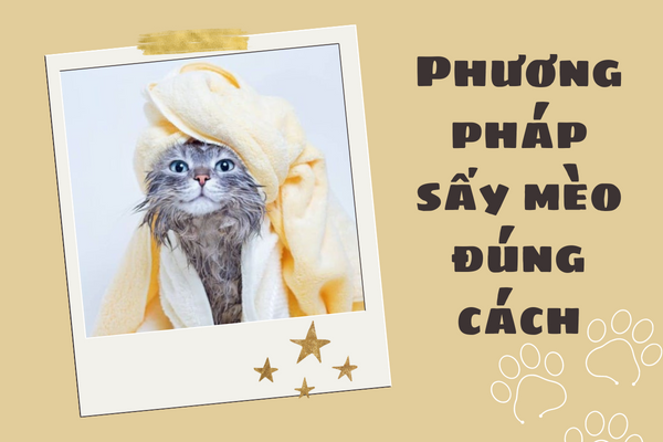 Sấy khô lông mèo sau khi tắm - Đâu là phương pháp đúng?