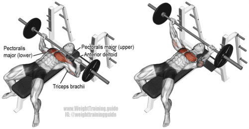 Barbell Bench Press