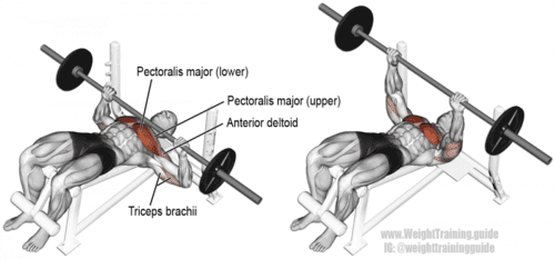 Decline Barbell Bench Press