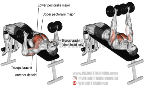 Decline Dumbbell Bench Press