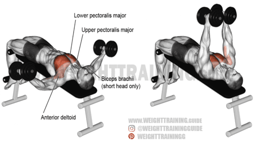 Decline dumbbell fly