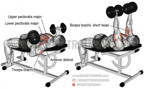Incline reverse grip dumbbell bench press