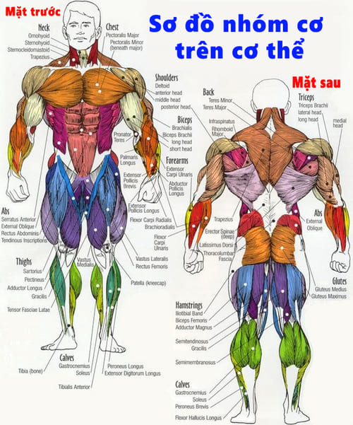 các nhóm cơ trong cơ thể