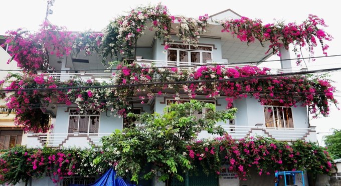 Ngôi nhà 3 tầng phủ đầy hoa giấy ở Quảng Ngãi
