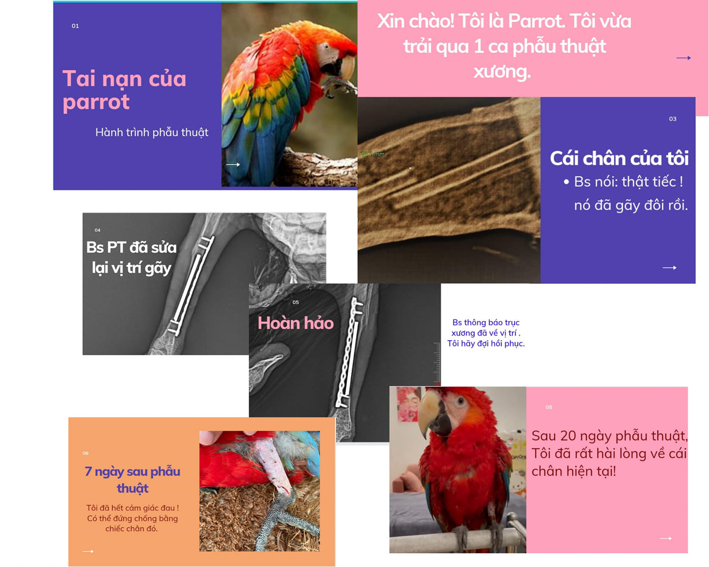 TAI NẠN CỦA PARROT