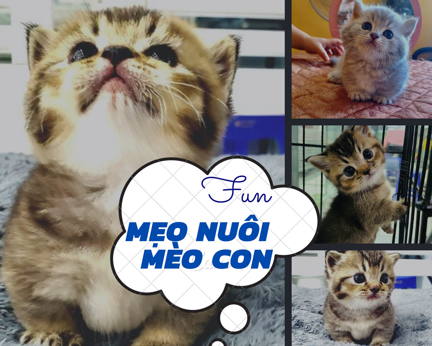 MÈO SINH SẢN, QUÁ ĐƠN GIẢN !
