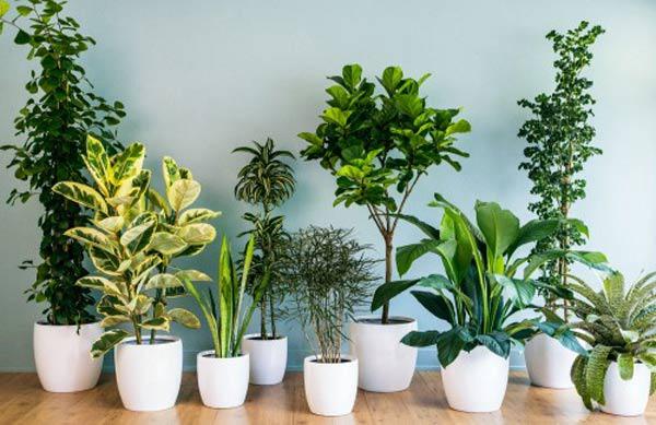 Những loại cây nên đặt trong nhà giúp không gian thêm xanh mát và lọc không khí