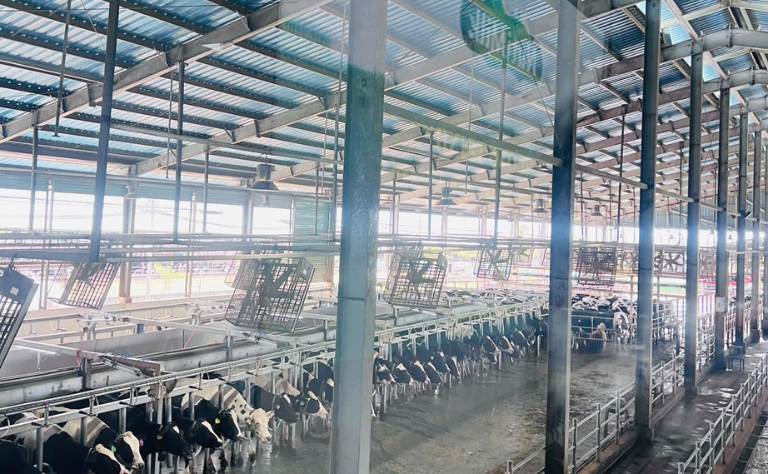 Trang trại bò sữa NutiMilk - Gia Lai