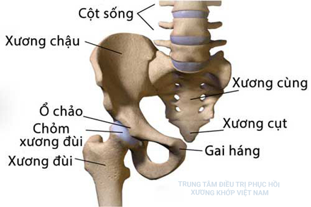 Cấu tạo vùng xương chậu