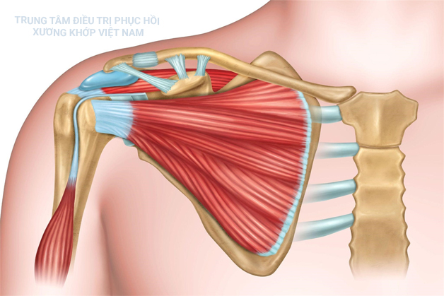 Đau nhức khớp vai