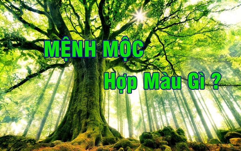 nguoi-menh-moc-nen-deo-dong-ho-mau-gi-hop-phong-thuy-may-man-va-tai-loc-armanishop-vn