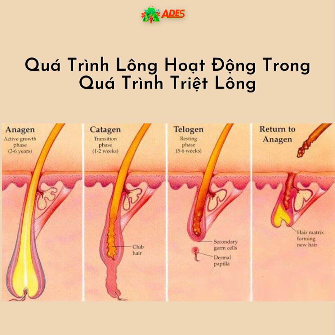 qua trinh long hoat dong trong qua trinh triet long