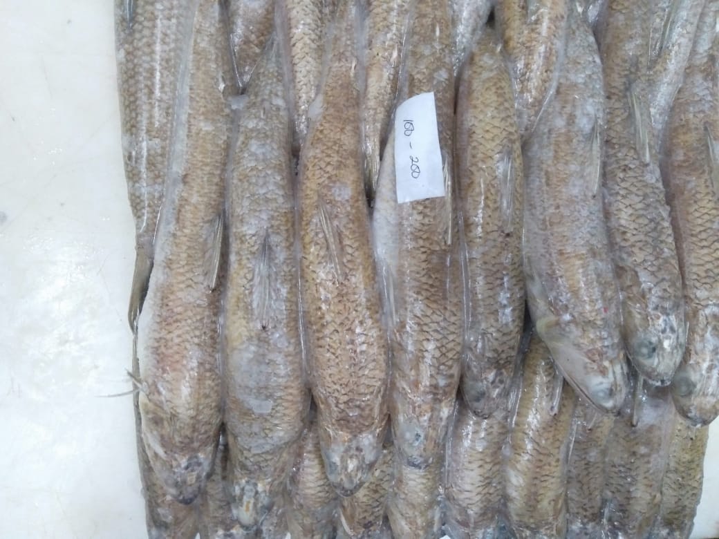 Phân phối hải sản tại Nghệ An