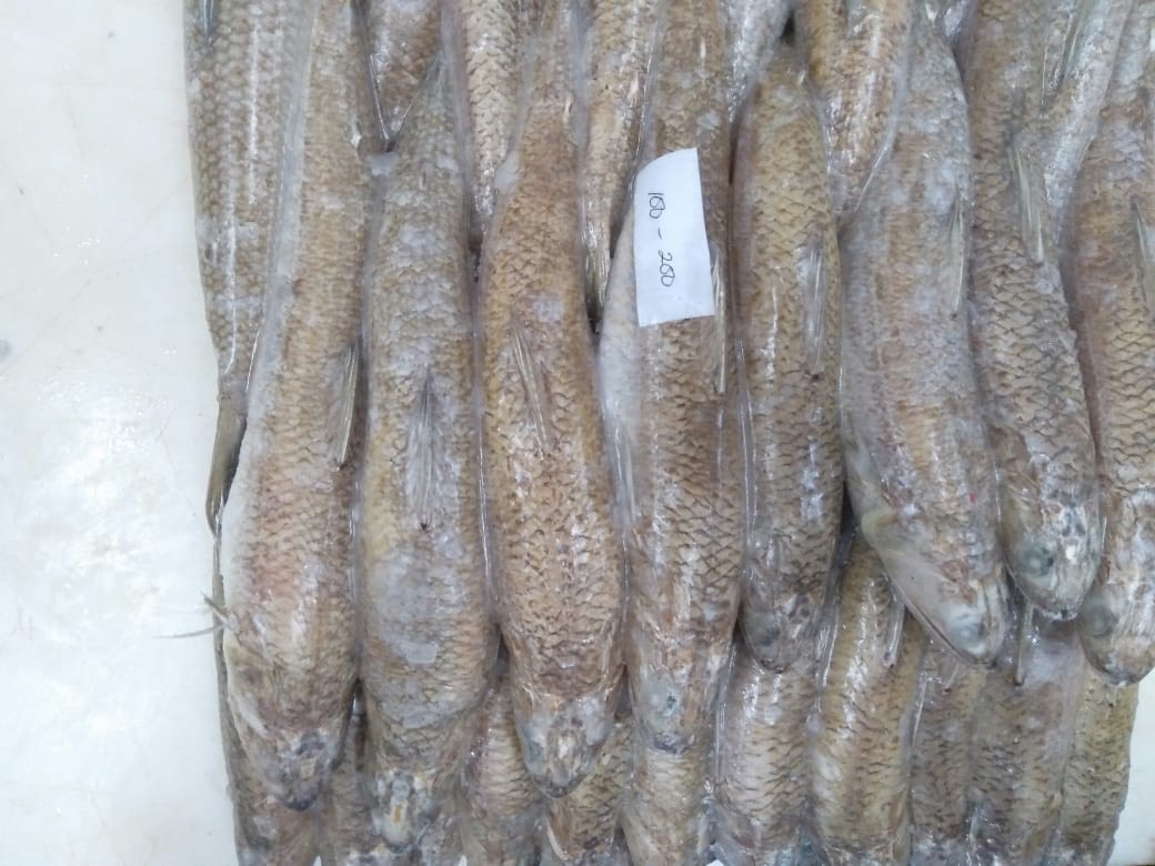 Phân phối hải sản đông lạnh nguyên con Phân phối hải sản tại Nghệ An