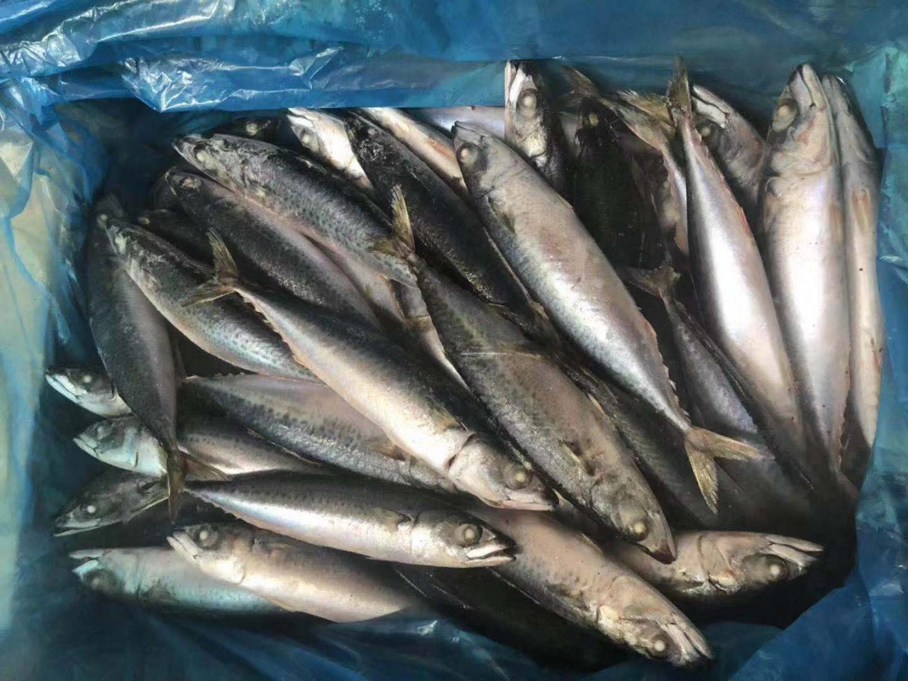 phân phối hải sản tại Nghệ An
