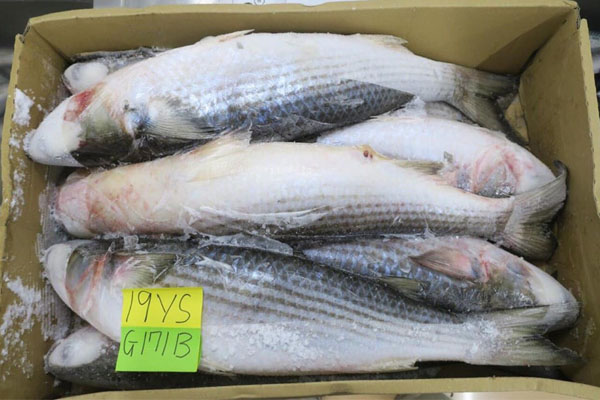 Phân phối hải sản đông lạnh nguyên con phân phối hải sản tại Nghệ An