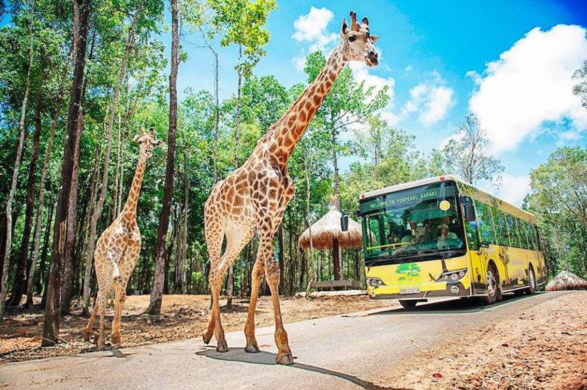 vinpearl safari phú quốc