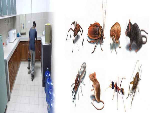 Dịch vụ diệt côn trùng cho nhà hàng, khách sạn tại Thái Nguyên