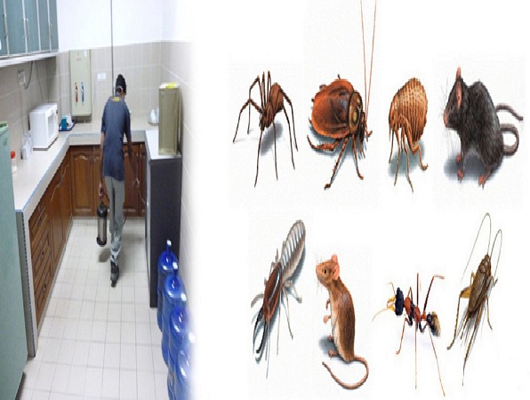 Một số loại côn trùng nguy hại tại Việt Nam