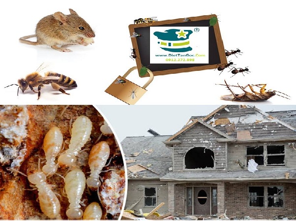 Tốp 5 công ty diệt côn trùng uy tín tại Miền Bắc
