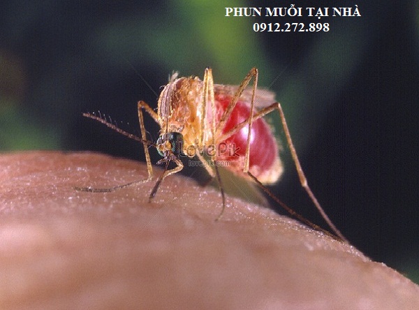 Làm thế nào để khỏi bị muỗi tấn công trong trận chiến chống muỗi cho gia đình bạn