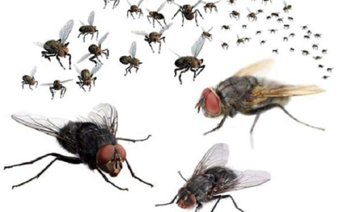 Ruồi gây nguy hại như nào và cách diệt ruồi