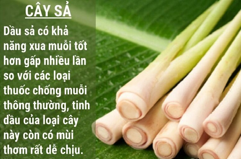 Các cách chống muỗi trong khách sạn an toàn và hiệu quả