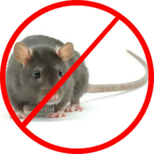 Những cách để diệt chuột tại nhà hiệu quả và tận gốc