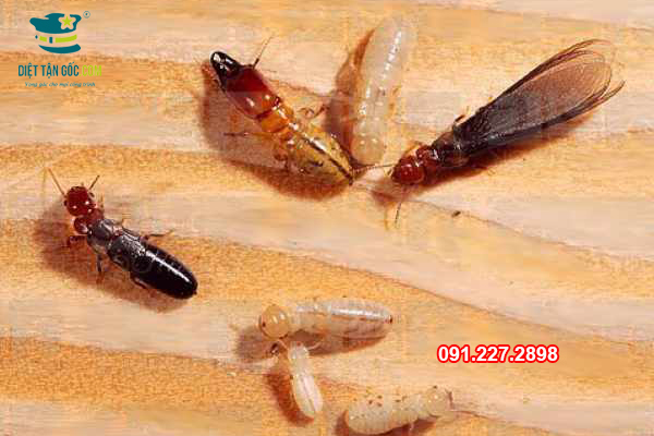6 cách diệt mối tại nhà hiệu quả nhất hiện nay