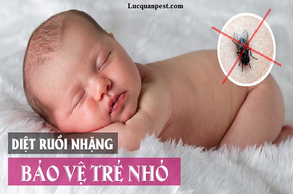 Những căn bệnh khủng khiếp từ con ruồi có thể gây ra cho con người.
