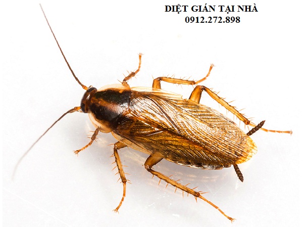 Dịch vụ diệt gián Đức uy tín nhất trên toàn Quốc hiện nay