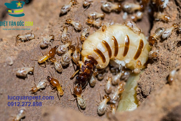 Làm cách nào để diệt mối đất được hiệu quả?