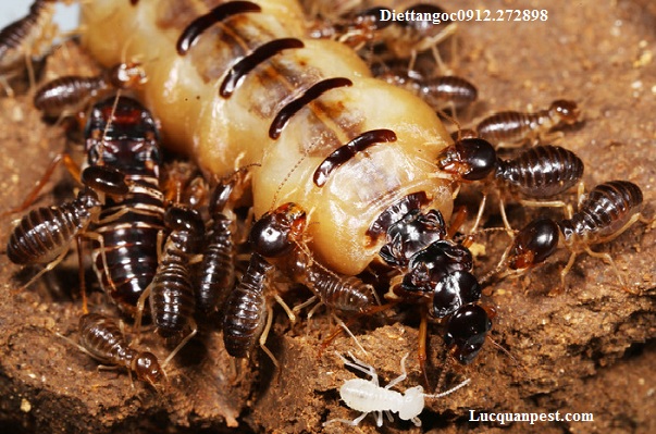 Diệt mối tận gốc