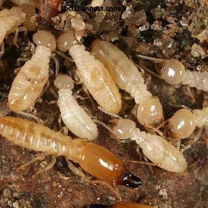 Tác hại của mối có thể bạn chưa biết!