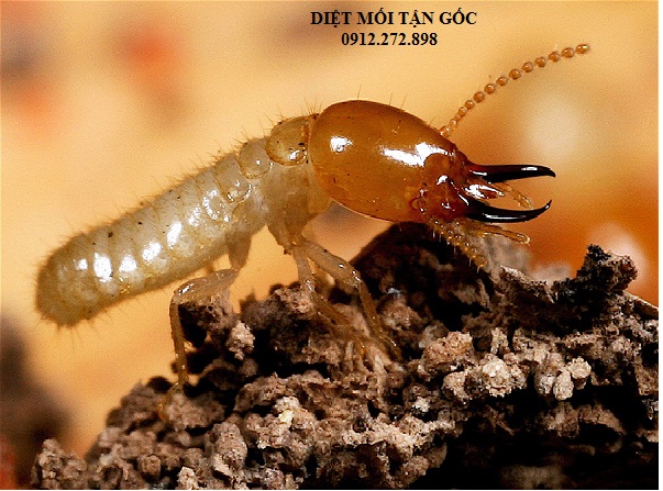 Ngày nay, phương pháp Diệt mối dân gian còn hiệu quả không ?