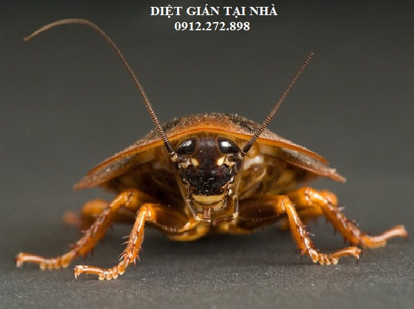 Tác hại của gián, dịch vụ diệt gián tận gốc tại Nguyễn Trãi, Thanh Xuân, Hà Nội