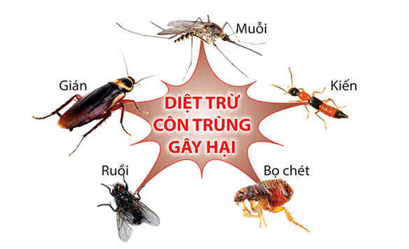 Diệt trừ côn trùng tại nhà